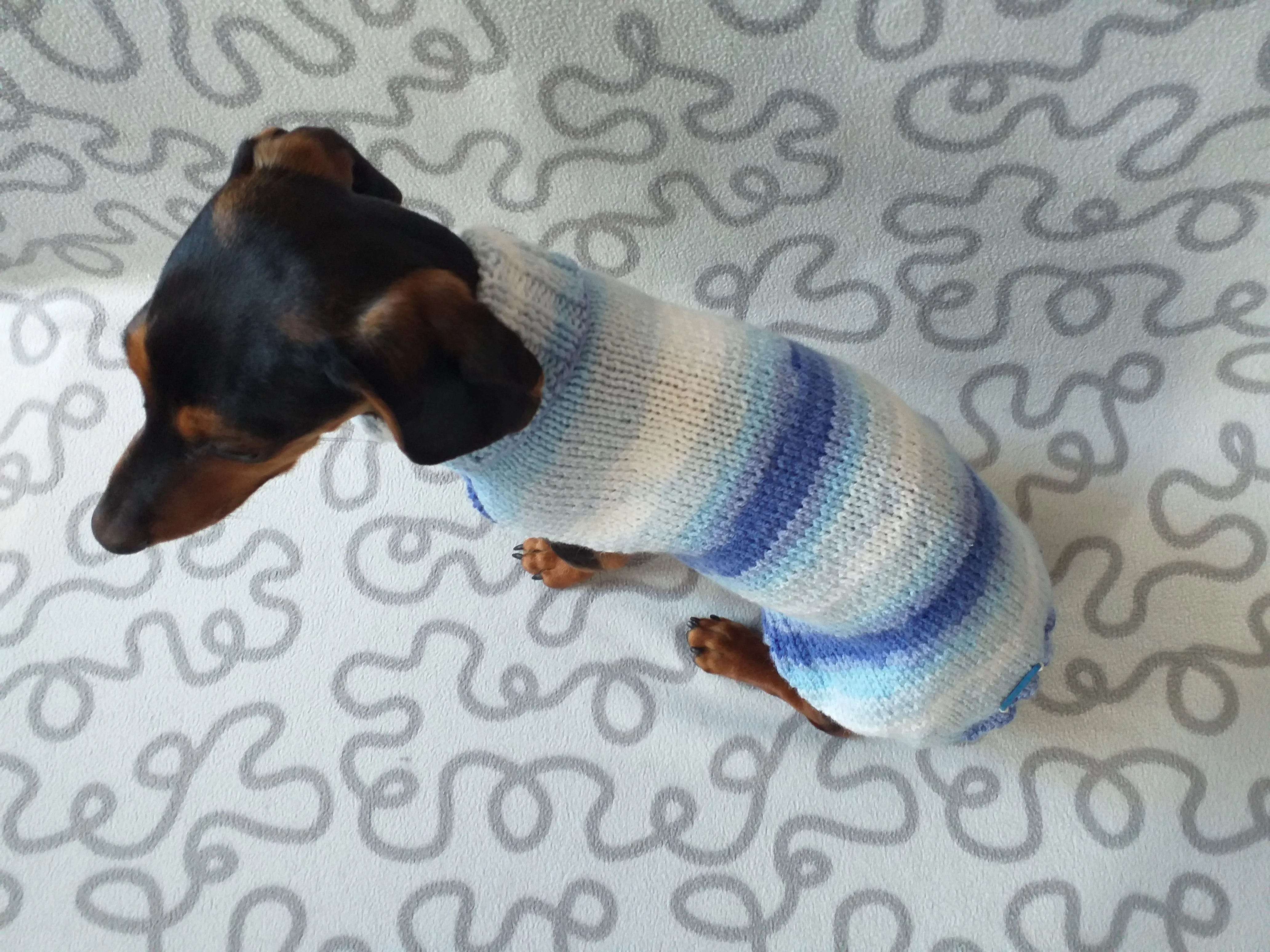 Melange sweater for mini dachshund,Dachshund Sweater, Dog Clothes, Dog sweater, Dachshund clothes, Wiener dog clothes, Winter dog sweater